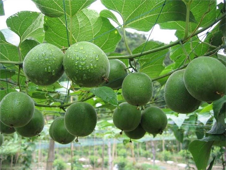 Natuurlijk Monniksfruit Exact V50